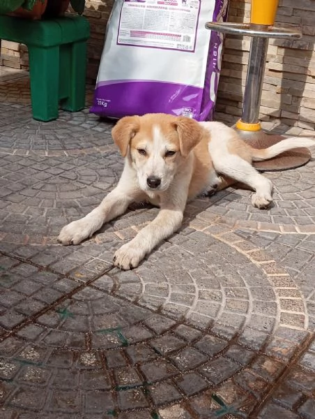 Anna taglia media25kg4 mesi  | Foto 4