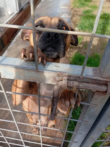 Zoe incrocio boxer 2 anni  | Foto 3