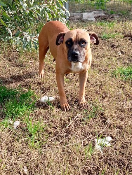 Zoe incrocio boxer 2 anni  | Foto 2