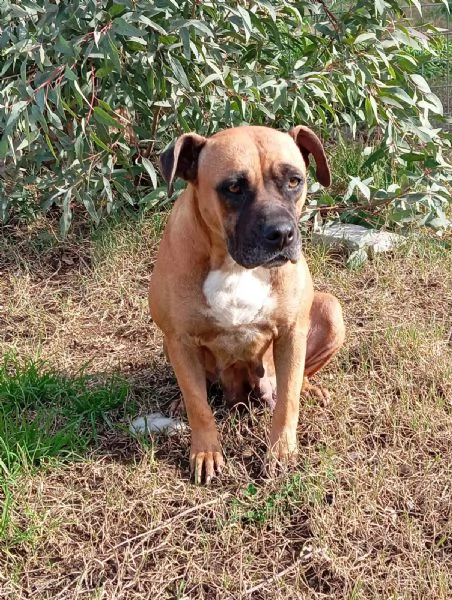 Zoe incrocio boxer 2 anni 