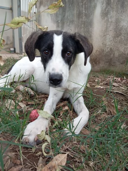 Snoopy taglia media 1 anno  | Foto 0