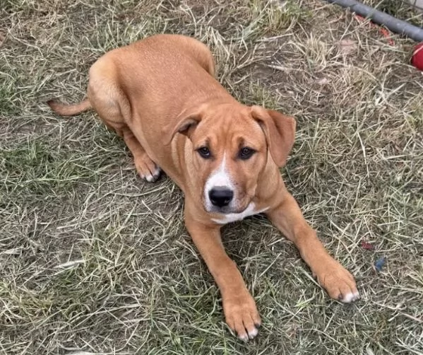 Camilla incrocio pittbull  5 mesi | Foto 1