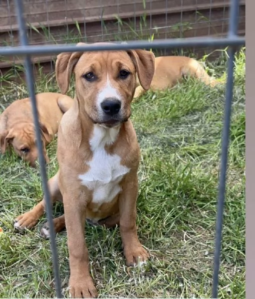 Camilla incrocio pittbull  5 mesi | Foto 0