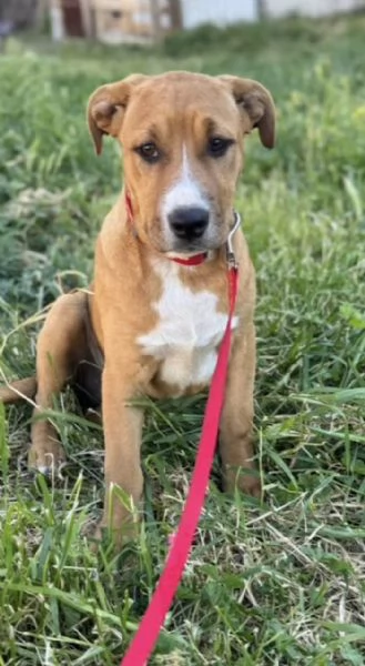 Camilla incrocio pittbull  5 mesi