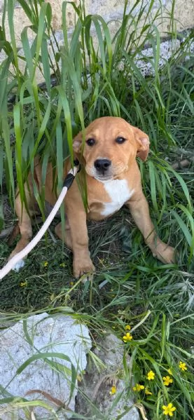 Dora incrocio pittbull 5 mesi  | Foto 0