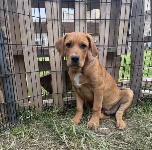 Dilan incrocio pittbull 5mesi