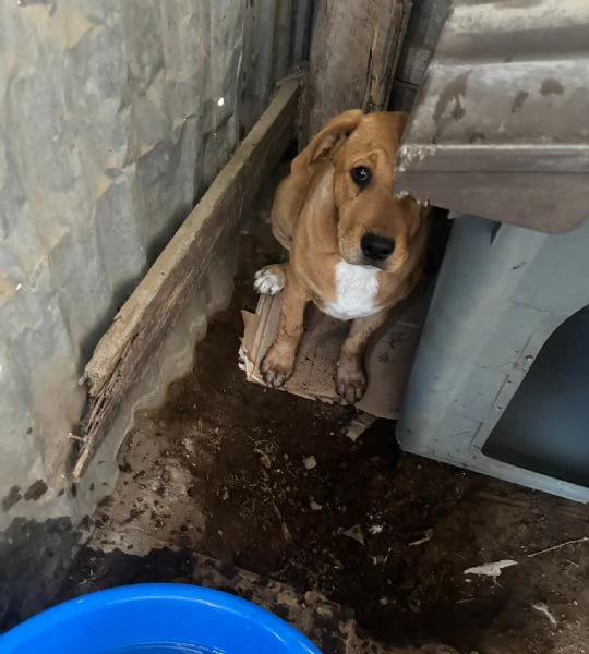 Dilan incrocio pittbull 5mesi | Foto 0