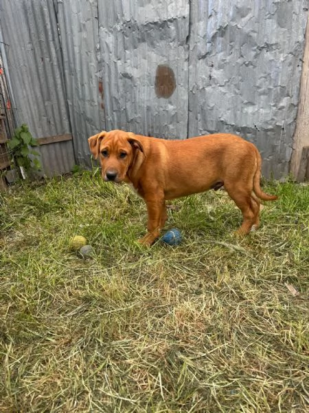 Eros incrocio pittbull 5 mesi 
