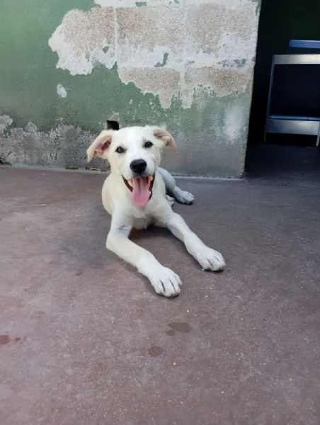 Harry mix labradorgolden  | Foto 3