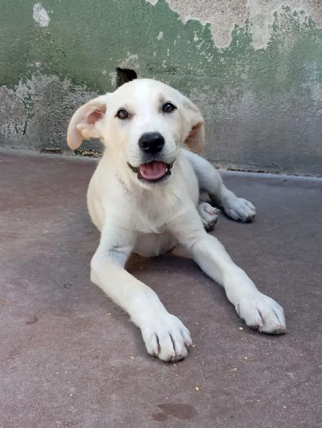 Harry mix labradorgolden  | Foto 2