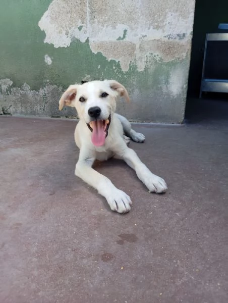 Harry mix labradorgolden  | Foto 1