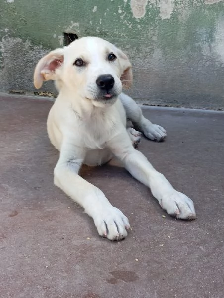 Harry mix labradorgolden  | Foto 0