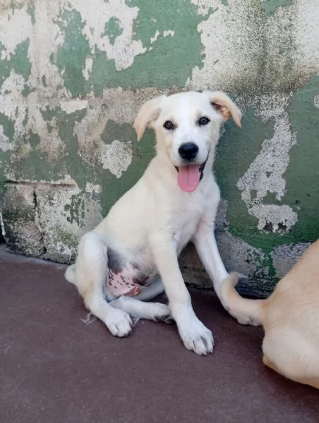Harry mix labradorgolden 