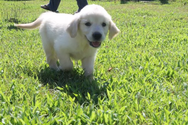 ultimi cuccioli di golden retriver con pedigree | Foto 6