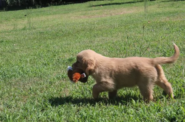 ultimi cuccioli di golden retriver con pedigree | Foto 5