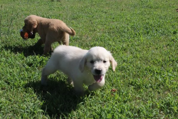 ultimi cuccioli di golden retriver con pedigree | Foto 4