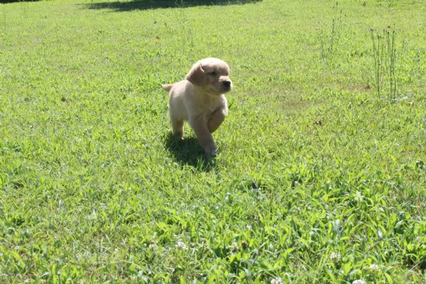 ultimi cuccioli di golden retriver con pedigree | Foto 3
