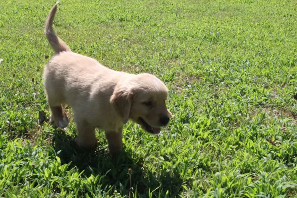 ultimi cuccioli di golden retriver con pedigree