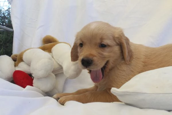ultimi cuccioli di golden retriver con pedigree | Foto 2