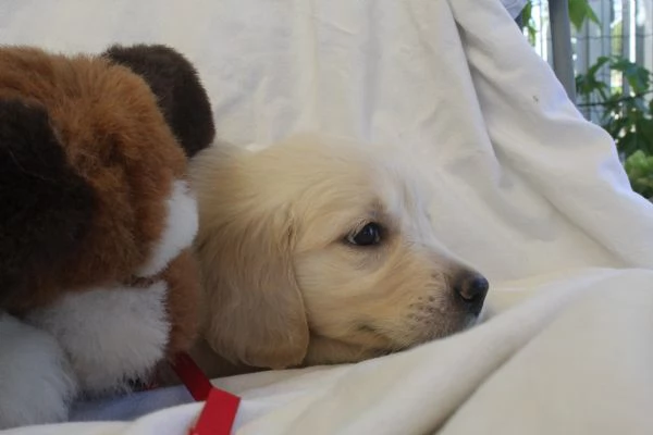 ultimi cuccioli di golden retriver con pedigree | Foto 1