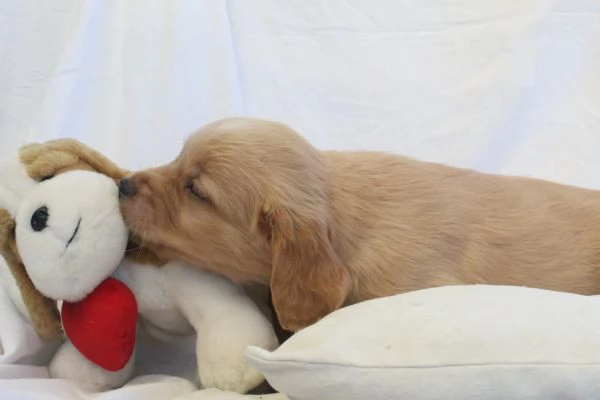 ultimi cuccioli di golden retriver con pedigree | Foto 0