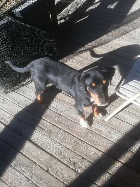 regalo cucciolo misto rotwailer 