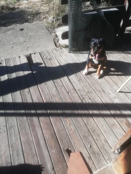 regalo cucciolo misto rotwailer  | Foto 2