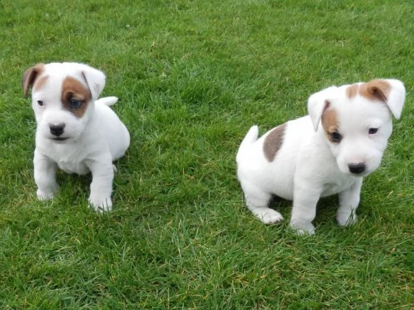jack russel piccola taglia | Foto 0