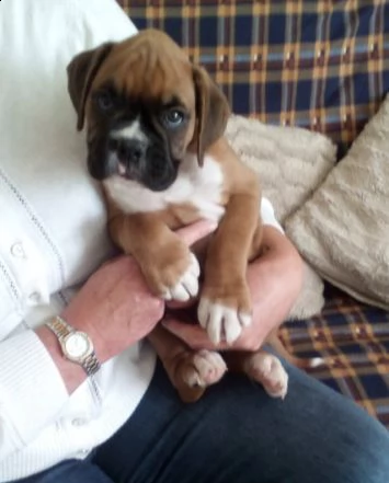 cuccioli di boxer con pedigree | Foto 2