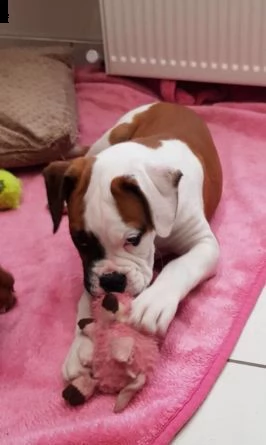 cuccioli di boxer con pedigree | Foto 1