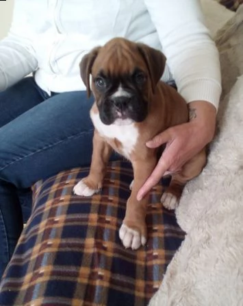 cuccioli di boxer con pedigree | Foto 0