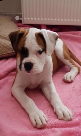 cuccioli di boxer con pedigree