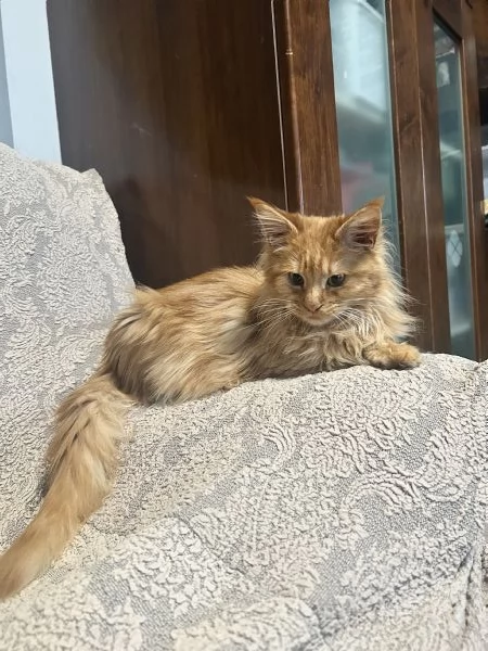 Cuccioli di Maine Coon | Foto 5