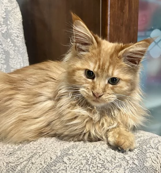 Cuccioli di Maine Coon