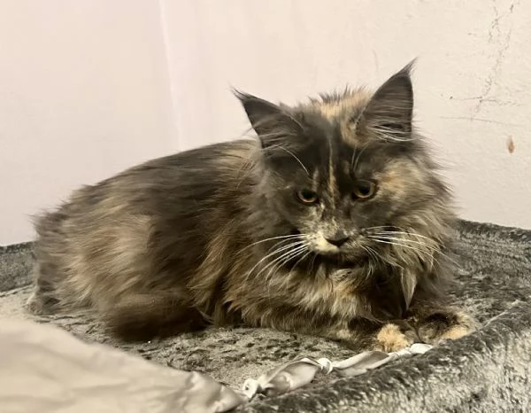 Cuccioli di Maine Coon | Foto 4