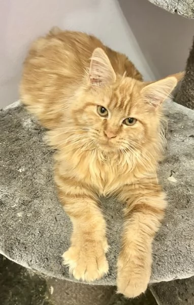 Cuccioli di Maine Coon | Foto 1