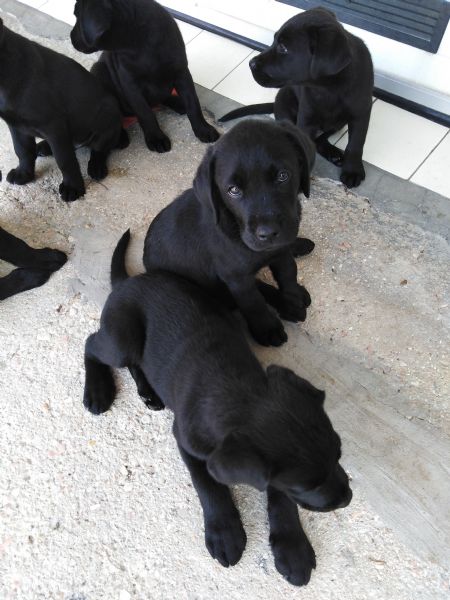 Vendita Cucciolo Labrador Da Privato A Rimini Cuccioli Di Labrador