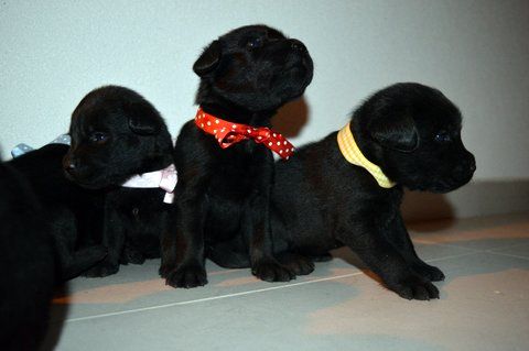 Vendita Cucciolo Labrador Da Privato A Cuccioli Di Labrador Retriver
