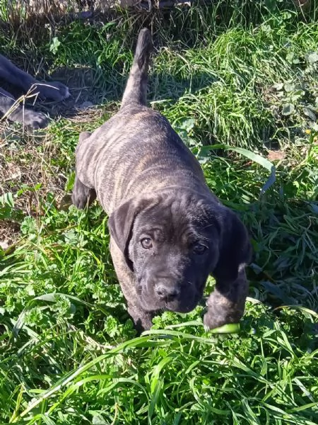 cuccioli di cane corso grigio grande taglia  | Foto 6