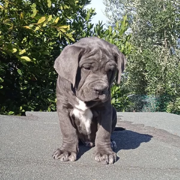 cuccioli di cane corso grigio grande taglia  | Foto 5