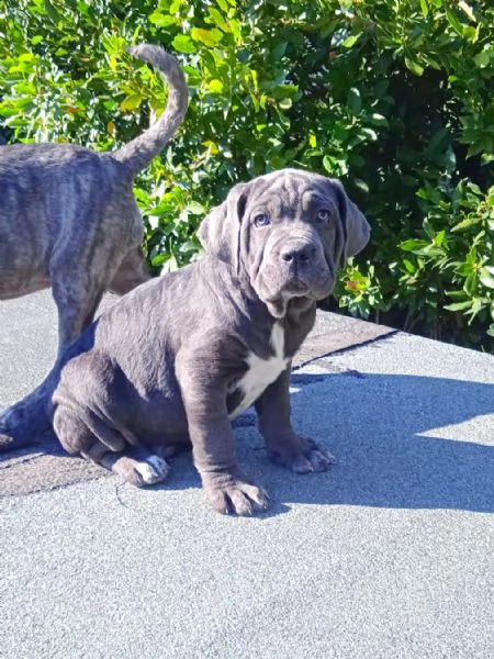cuccioli di cane corso grigio grande taglia  | Foto 2