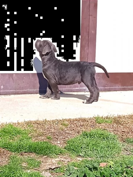 cuccioli di cane corso grigio grande taglia  | Foto 1