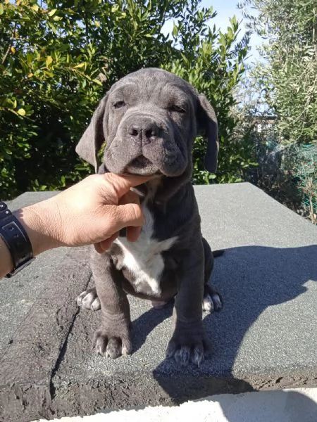 cuccioli di cane corso grigio grande taglia  | Foto 0