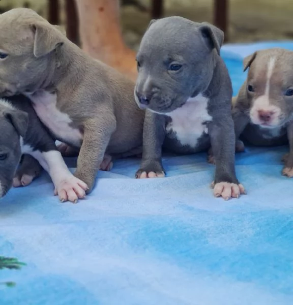 Cuccioli Di American Pitbull Terrier Vendita Cucciolo Di Pitbull A Bergamo
