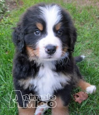  bovaro del bernese con pedigree