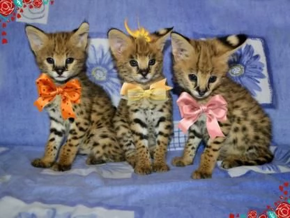 splendidi serval gattini gattini savannah