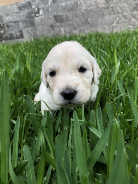 Vendita Cucciolo Golden Retriever Da Privato A Napoli Cuccioli Di