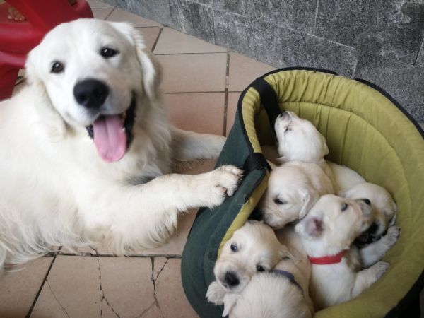 Vendita Cucciolo Golden Retriever Da Privato A Napoli Cuccioli Di