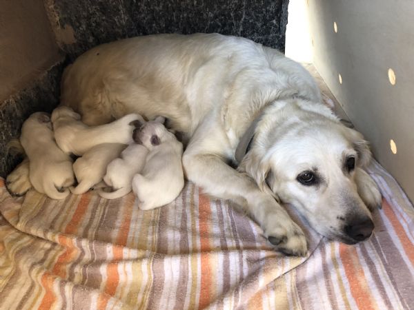 Vendita Cucciolo Golden Retriever Da Privato A Napoli Cuccioli Di
