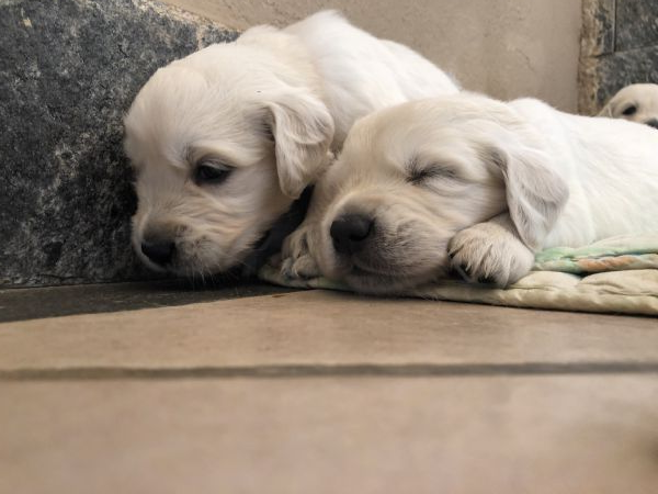 Vendita Cucciolo Golden Retriever Da Privato A Napoli Cuccioli Di
